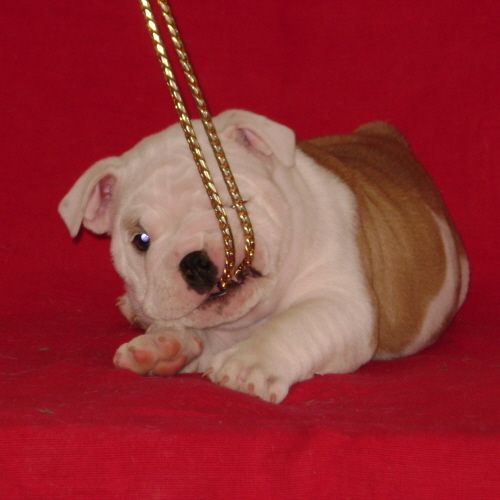 chiots bulldogs anglais